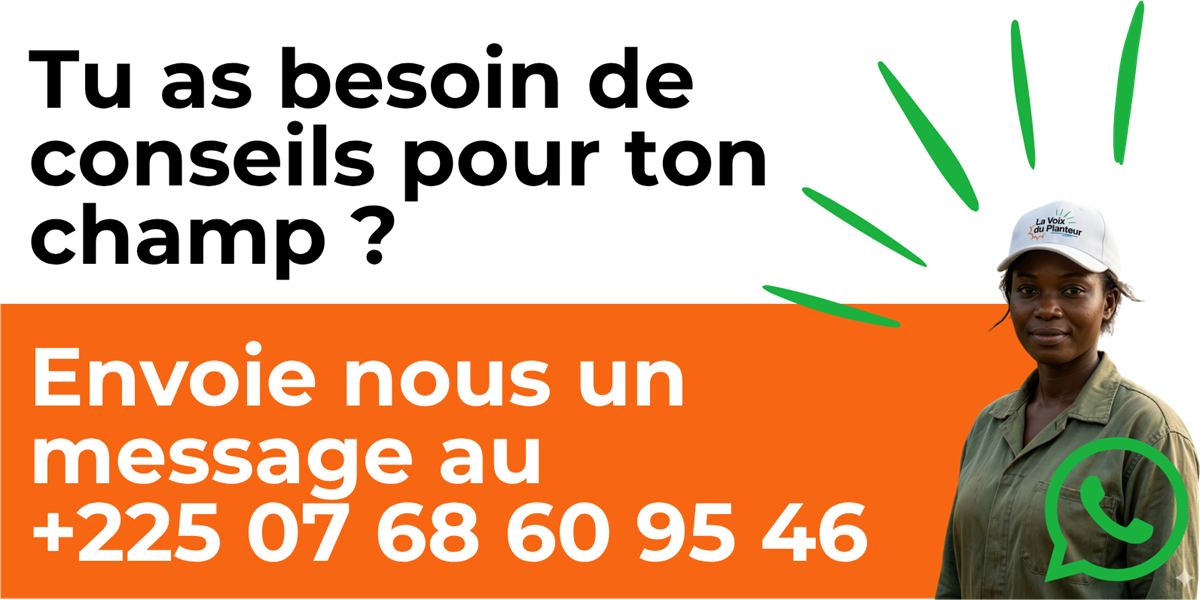 Tu as besoin de conseils pour ton champ ? Envoie-nous un message au +225 07 68 60 95 46